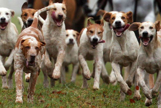 Hunting Dogs